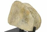 Hadrosaur (Edmontosaur) Phalange With Stand - Montana #134542-4